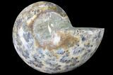 Thick Ammonite (Anapuzosia) Fossil Half #88050-1